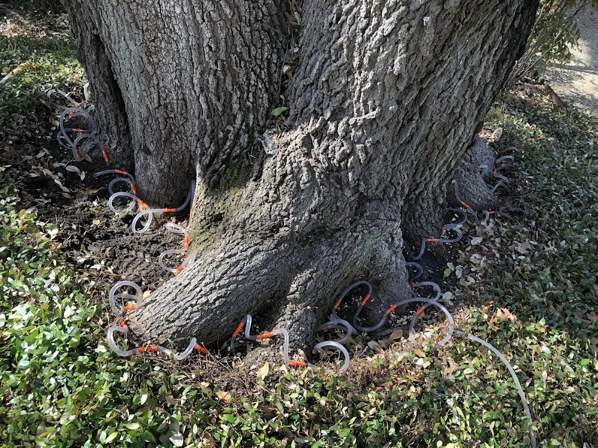 Detailed Tree Cabling and Bracing job site in Hesperia
