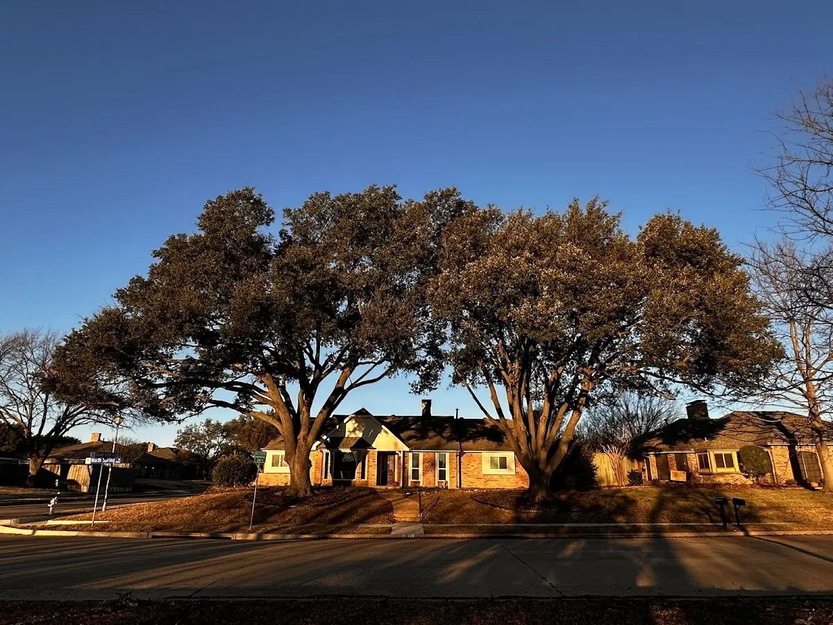 Established residential canopy tree shading a home in Hesperia